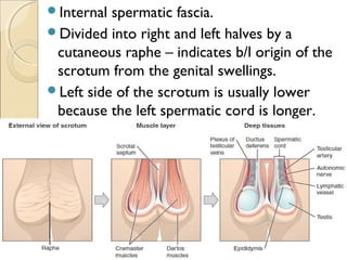 Internal spermatic fascia.
Divided into right and left halves by a
cutaneous raphe – indicates b/l origin of the
scrotum from the genital swellings.
Left side of the scrotum is usually lower
because the left spermatic cord is longer.
 