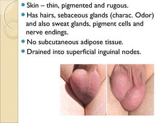 Skin – thin, pigmented and rugous.
Has hairs, sebaceous glands (charac. Odor)
and also sweat glands, pigment cells and
nerve endings.
No subcutaneous adipose tissue.
Drained into superficial inguinal nodes.
 