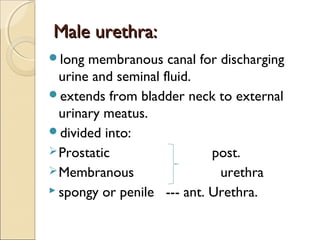 Male urethra:Male urethra:
long membranous canal for discharging
urine and seminal fluid.
extends from bladder neck to external
urinary meatus.
divided into:
Prostatic post.
Membranous urethra
 spongy or penile --- ant. Urethra.
 