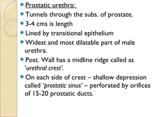 Prostatic urethra:
Tunnels through the subs. of prostate.
3-4 cms is length
Lined by transitional epithelium
Widest and most dilatable part of male
urethra.
Post. Wall has a midline ridge called as
‘urethral crest’.
On each side of crest – shallow depression
called ‘prostatic sinus’ – perforated by orifices
of 15-20 prostatic ducts.
 