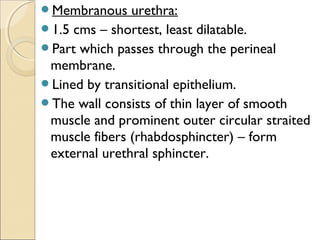 Membranous urethra:
1.5 cms – shortest, least dilatable.
Part which passes through the perineal
membrane.
Lined by transitional epithelium.
The wall consists of thin layer of smooth
muscle and prominent outer circular straited
muscle fibers (rhabdosphincter) – form
external urethral sphincter.
 