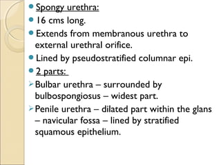Spongy urethra:
16 cms long.
Extends from membranous urethra to
external urethral orifice.
Lined by pseudostratified columnar epi.
2 parts:
Bulbar urethra – surrounded by
bulbospongiosus – widest part.
Penile urethra – dilated part within the glans
– navicular fossa – lined by stratified
squamous epithelium.
 