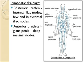 Lymphatic drainage:
Posterior urethra -
internal iliac nodes;
few end in external
iliac nodes.
Anterior urethra +
glans penis – deep
inguinal nodes.
 