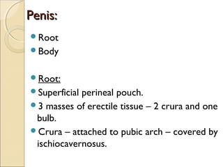 Penis:Penis:
Root
Body
Root:
Superficial perineal pouch.
3 masses of erectile tissue – 2 crura and one
bulb.
Crura – attached to pubic arch – covered by
ischiocavernosus.
 