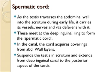 Spermatic cord:Spermatic cord:
As the testis traverses the abdominal wall
into the scrotum during early life, it carries
its vessels, nerves and vas deferens with it.
These meet at the deep inguinal ring to form
the ‘spermatic cord’.
In the canal, the cord acquires coverings
from abd. Wall layers.
Suspends the testis in scrotum and extends
from deep inguinal canal to the posterior
aspect of the testis.
 