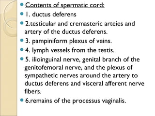 Contents of spermatic cord:
1. ductus deferens
2.testicular and cremasteric arteies and
artery of the ductus deferens.
3. pampiniform plexus of veins.
4. lymph vessels from the testis.
5. ilioinguinal nerve, genital branch of the
genitofemoral nerve, and the plexus of
sympathetic nerves around the artery to
ductus deferens and visceral afferent nerve
fibers.
6.remains of the processus vaginalis.
 