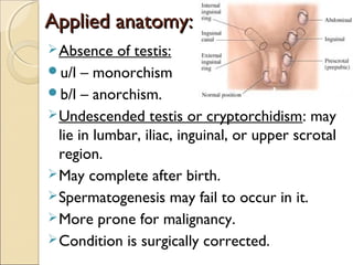 Applied anatomy:Applied anatomy:
Absence of testis:
u/l – monorchism
b/l – anorchism.
Undescended testis or cryptorchidism: may
lie in lumbar, iliac, inguinal, or upper scrotal
region.
May complete after birth.
Spermatogenesis may fail to occur in it.
More prone for malignancy.
Condition is surgically corrected.
 