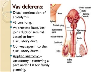 Vas deferens:Vas deferens:
Distal continuation of
epididymis.
45 cms long.
At prostate base, vas
joins duct of seminal
vessel to form
ejaculatory duct.
Conveys sperm to the
ejaculatory ducts.
Applied anatomy: –
vasectomy - removing a
part under LA for family
planning.
 
