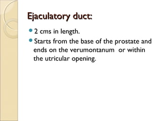 Ejaculatory duct:Ejaculatory duct:
2 cms in length.
Starts from the base of the prostate and
ends on the verumontanum or within
the utricular opening.
 
