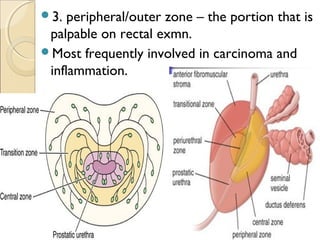 3. peripheral/outer zone – the portion that is
palpable on rectal exmn.
Most frequently involved in carcinoma and
inflammation.
 