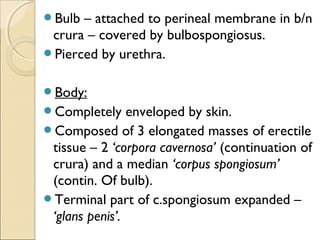 Bulb – attached to perineal membrane in b/n
crura – covered by bulbospongiosus.
Pierced by urethra.
Body:
Completely enveloped by skin.
Composed of 3 elongated masses of erectile
tissue – 2 ‘corpora cavernosa’ (continuation of
crura) and a median ‘corpus spongiosum’
(contin. Of bulb).
Terminal part of c.spongiosum expanded –
‘glans penis’.
 