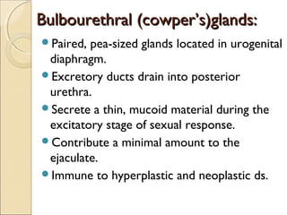 Bulbourethral (cowper’s)glands:Bulbourethral (cowper’s)glands:
Paired, pea-sized glands located in urogenital
diaphragm.
Excretory ducts drain into posterior
urethra.
Secrete a thin, mucoid material during the
excitatory stage of sexual response.
Contribute a minimal amount to the
ejaculate.
Immune to hyperplastic and neoplastic ds.
 