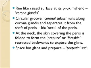 Rim like raised surface at its proximal end –
‘corona glandis’.
Circular groove, ‘coronal sulcus’ runs along
corona glandis and seperates it from the
shaft of penis – k/a ‘neck’ of the penis.
At the neck, the skin covering the penis is
folded to form the ‘prepuce’ or ‘foreskin’ –
retracted backwards to expose the glans.
Space b/n glans and prepuce – ‘preputial sac’.
 