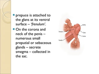 prepuce is attached to
the glans at its ventral
surface – ‘frenulum’.
On the corona and
neck of the penis –
numerous small
preputial or sebaceous
glands – secrete
smegma – collected in
the sac.
 