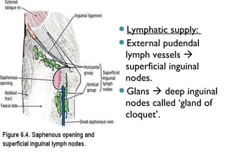 Lymphatic supply:
External pudendal
lymph vessels 
superficial inguinal
nodes.
Glans  deep inguinal
nodes called ‘gland of
cloquet’.
 