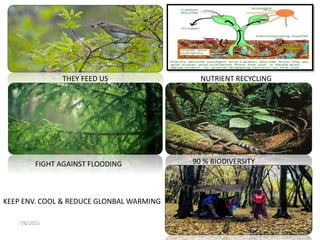 7/6/2015
7
THEY FEED US NUTRIENT RECYCLING
90 % BIODIVERSITYFIGHT AGAINST FLOODING
KEEP ENV. COOL & REDUCE GLONBAL WARMING
 