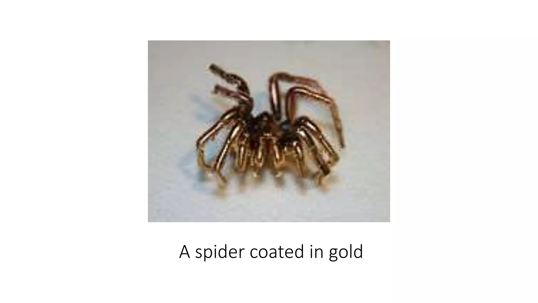 A spider coated in gold
 