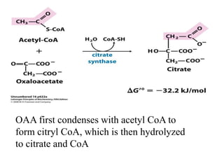 OAA first condenses with acetyl CoA to
form citryl CoA, which is then hydrolyzed
to citrate and CoA
 
