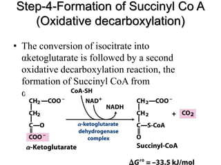 Step-4-Formation of Succinyl Co A
(Oxidative decarboxylation)
• The conversion of isocitrate into
αketoglutarate is followed by a second
oxidative decarboxylation reaction, the
formation of Succinyl CoA from
αketoglutarate
 