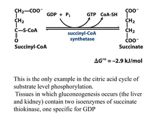 This is the only example in the citric acid cycle of
substrate level phosphorylation.
Tissues in which gluconeogenesis occurs (the liver
and kidney) contain two isoenzymes of succinate
thiokinase, one specific for GDP
 