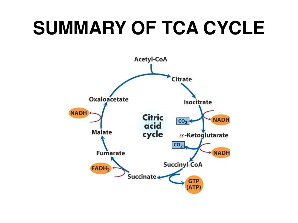 TCA CYCLE