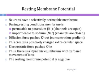 Resting Membrane Potential
11












Neurons have a selectively permeable membrane
During resting conditions membrane is:
 permeable to potassium (K+) (channels are open)
 impermeable to sodium (Na+) (channels are closed)
Diffusion force pushes K+ out (concentration gradient)
This creates a positively charged extra-cellular space.
Electrostatic force pushes K+ in
Thus, there is a ‘dynamic equilibrium’ with zero net
movement of ions.
The resting membrane potential is negative
12/11/2013

 