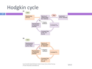 Hodgkin cycle
17

12/11/2013

 