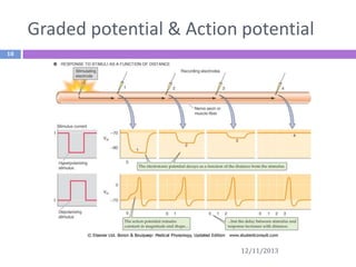 Graded potential & Action potential
18

12/11/2013

 