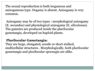 Isogamous My ppt Ectocarpus (1).pptx................. | PPTX