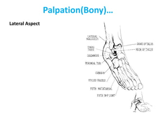 Palpation(Bony)…
Lateral Aspect
 