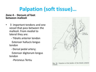 Palpation (soft tissue)…
Zone 4 - Dorsum of foot
between malleoli
• 3 important tendons and one
vessel that pass between the
malleoli. From medial to
lateral they are:
- Tibialis anterior tendon
Extensor hallucis longus
tendon
- Dorsal pedal artery;
Extensor digitorum longus
tendon
-Peroneus Tertiu
 