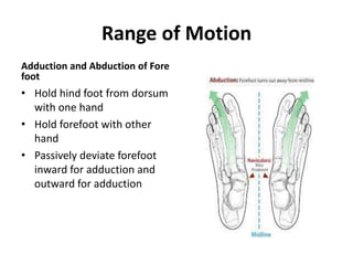 Range of Motion
Adduction and Abduction of Fore
foot
• Hold hind foot from dorsum
with one hand
• Hold forefoot with other
hand
• Passively deviate forefoot
inward for adduction and
outward for adduction
 