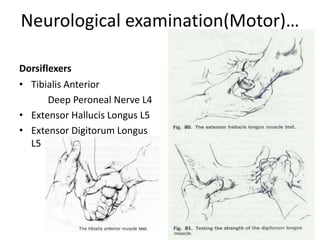 Neurological examination(Motor)…
Dorsiflexers
• Tibialis Anterior
Deep Peroneal Nerve L4
• Extensor Hallucis Longus L5
• Extensor Digitorum Longus
L5
 