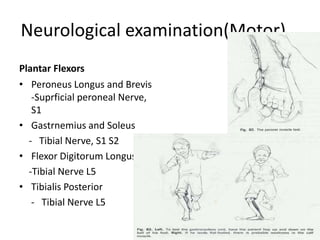 Neurological examination(Motor)…
Plantar Flexors
• Peroneus Longus and Brevis
-Suprficial peroneal Nerve,
S1
• Gastrnemius and Soleus
- Tibial Nerve, S1 S2
• Flexor Digitorum Longus
-Tibial Nerve L5
• Tibialis Posterior
- Tibial Nerve L5
 