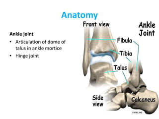 Anatomy
Ankle joint
• Articulation of dome of
talus in ankle mortice
• Hinge joint
 