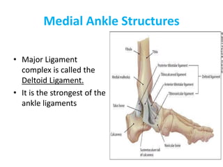 Medial Ankle Structures
• Major Ligament
complex is called the
Deltoid Ligament.
• It is the strongest of the
ankle ligaments
 