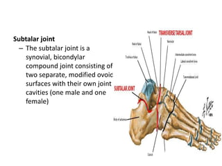Subtalar joint
– The subtalar joint is a
synovial, bicondylar
compound joint consisting of
two separate, modified ovoid
surfaces with their own joint
cavities (one male and one
female)
 