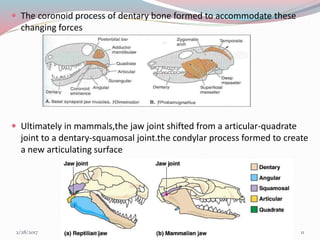 growth and development of mandible