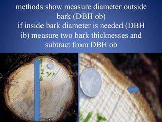 methods show measure diameter outside
bark (DBH ob)
if inside bark diameter is needed (DBH
ib) measure two bark thicknesses and
subtract from DBH ob
 