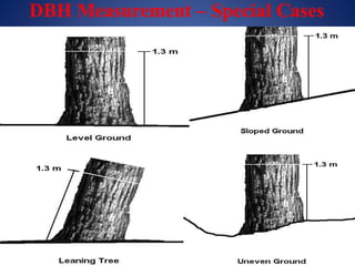 DBH Measurement – Special Cases
 