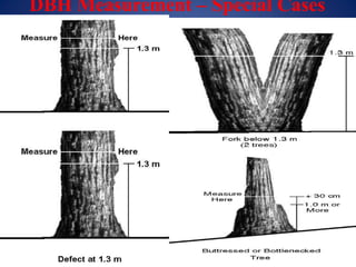 DBH Measurement – Special Cases
 