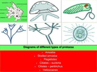 Diagrams of different types of protozoa
                Amoeba
         Shelled amoeba

             Flagellates

          Ciliates – suctoria

         Ciliates – peritrichus

            Heliozoanes
 
