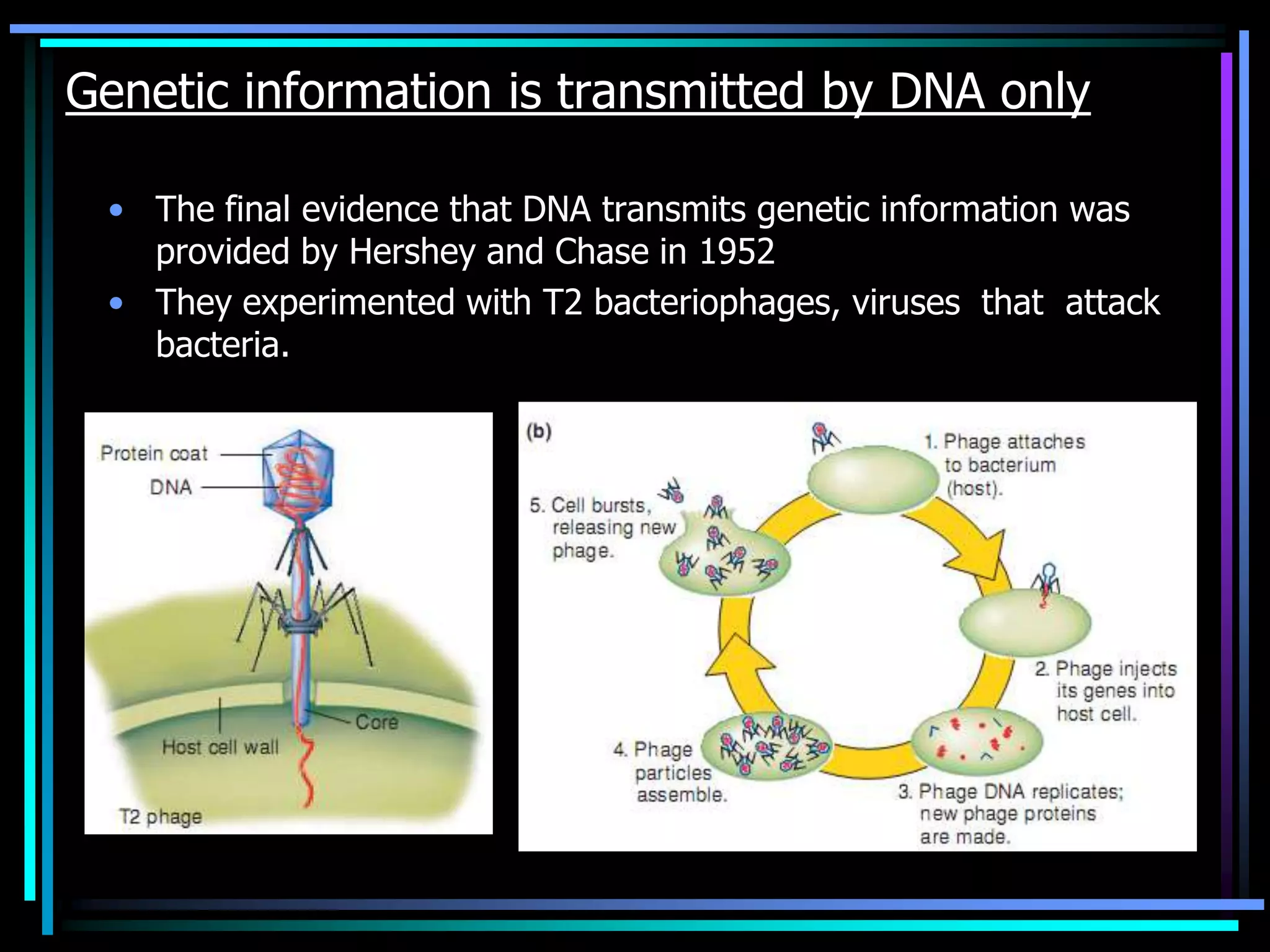 Genetic information is transmitted by DNA only
• The final evidence that DNA transmits genetic information was
provided by Hershey and Chase in 1952
• They experimented with T2 bacteriophages, viruses that attack
bacteria.

 