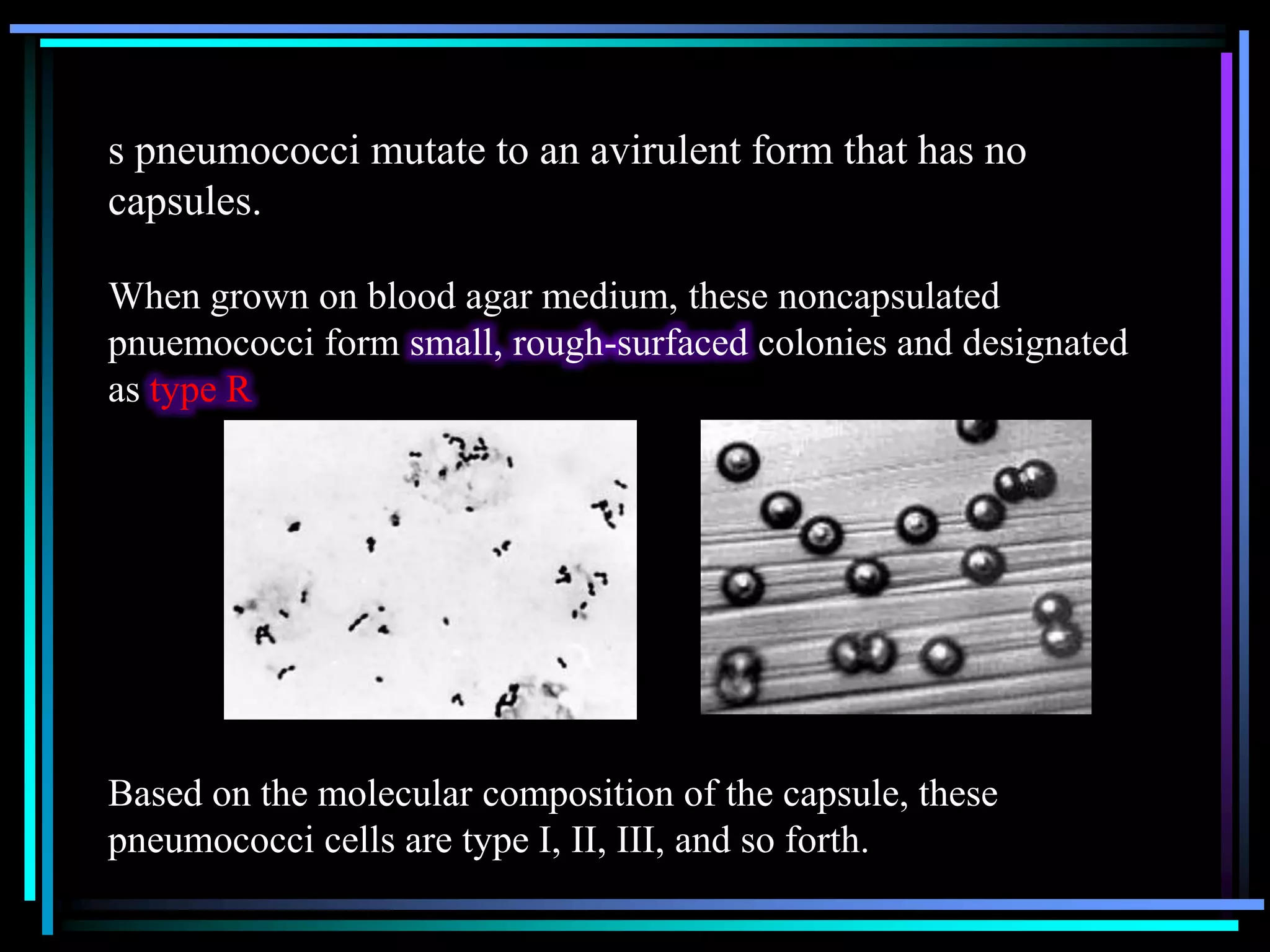 s pneumococci mutate to an avirulent form that has no
capsules.
When grown on blood agar medium, these noncapsulated
pnuemococci form small, rough-surfaced colonies and designated
as type R

Based on the molecular composition of the capsule, these
pneumococci cells are type I, II, III, and so forth.

 