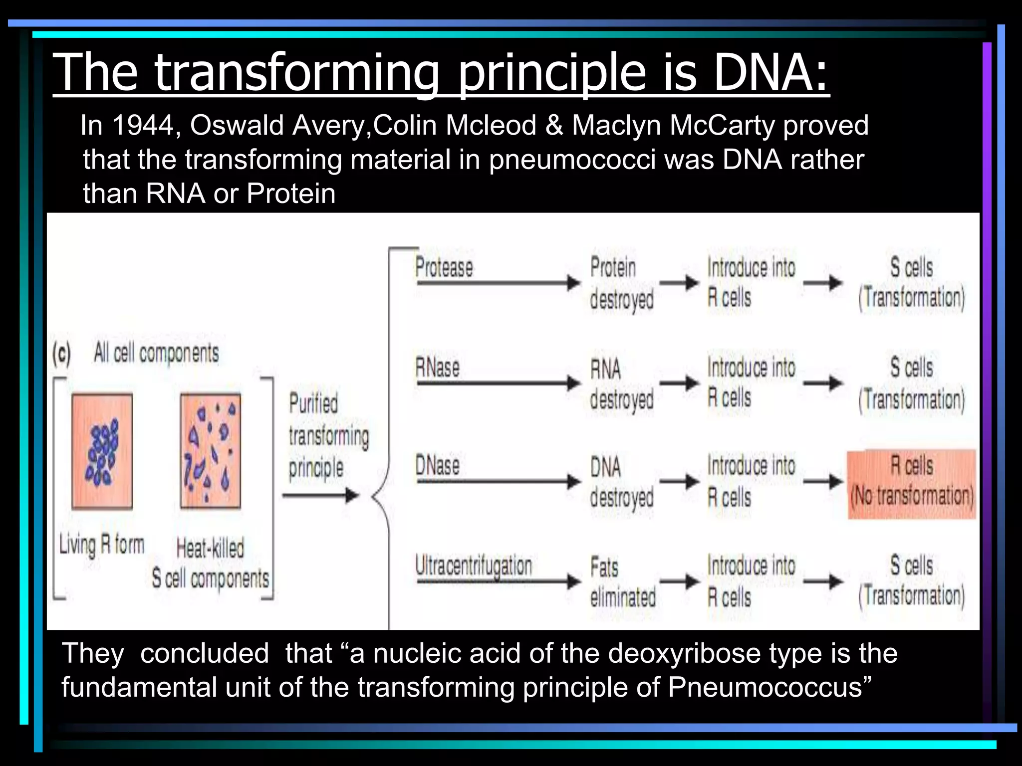 The transforming principle is DNA:
In 1944, Oswald Avery,Colin Mcleod & Maclyn McCarty proved
that the transforming material in pneumococci was DNA rather
than RNA or Protein

They concluded that “a nucleic acid of the deoxyribose type is the
fundamental unit of the transforming principle of Pneumococcus”

 