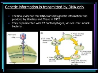 Genetic information is transmitted by DNA only
• The final evidence that DNA transmits genetic information was
provided by Hershey and Chase in 1952
• They experimented with T2 bacteriophages, viruses that attack
bacteria.

 