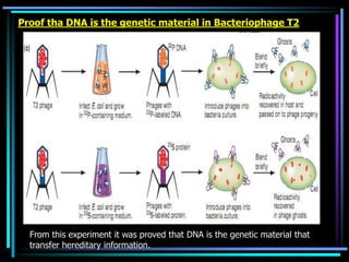 Proof tha DNA is the genetic material in Bacteriophage T2

From this experiment it was proved that DNA is the genetic material that
transfer hereditary information.

 