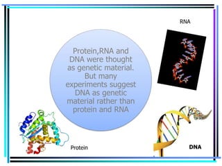 Continue…

RNA

Protein,RNA and
DNA were thought
as genetic material.
But many
experiments suggest
DNA as genetic
material rather than
protein and RNA

Protein

DNA

 