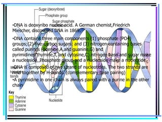 What is DNA?
•DNA is deoxyribo nucleic acid. A German chemist,Friedrich
Miescher, discovered DNA in 1869.
•DNA contains three main components (1) phosphate (PO4)
groups;(2) five-carbon sugars; and (3) nitrogen-containing bases
called purines (adenine,A,and guanine,G) and
pyrimidines(thymine,T, and cytosine,C).nitrogen base and sugar make
a nucleoside. Phosphate group and a nucleoside make a nucleotide.
•DNA is composed of two strand of nucleotides. The two strands are
held together by H-bonds. (complementary base pairing)
•A pyrimidine in one chain is always paired with a purine in the other
chain

 