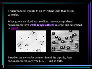 s pneumococci mutate to an avirulent form that has no
capsules.
When grown on blood agar medium, these noncapsulated
pnuemococci form small, rough-surfaced colonies and designated
as type R

Based on the molecular composition of the capsule, these
pneumococci cells are type I, II, III, and so forth.

 